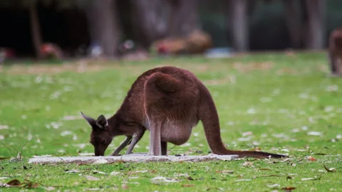 Kangaroo forages in a grassy area surrounded by trees during the day Stock Footage 339798544