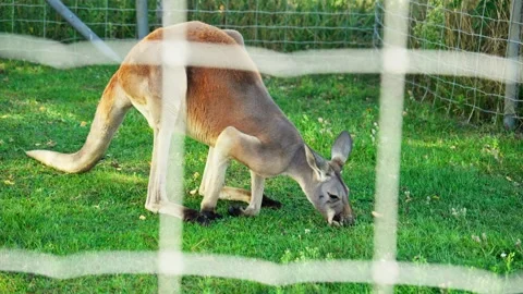 Kangaroo foraging in grassy area behind fence at wildlife sanctuary. Stock Footage 293193767