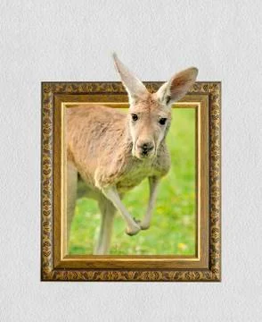 Kangaroo in frame with 3d effect 스톡 사진