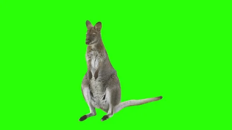 Kangaroo in front of green screen Stock Footage 32645759