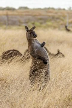 Kangaroo with a funny expression and posture standing out of the yellow grass Stock Photos