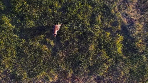 Kangaroo grazes on grass under the sunlight in an open field Stock-Footage 327800744