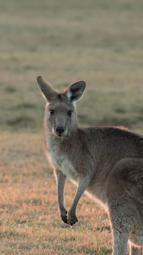 Kangaroo Grazing and Alert at Sunset in Gold Coast Field Stock Footage 313913170