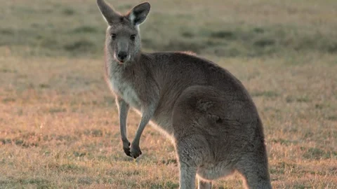 Kangaroo Grazing and Hopping at Sunset in Australia Stock Footage 313573582