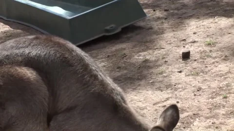 Kangaroo Grazing in the Australian outback 스톡 동영상 52527646
