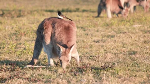 Kangaroo Grazing With Bird Perched on Back at Sunset Stock Footage 313169754