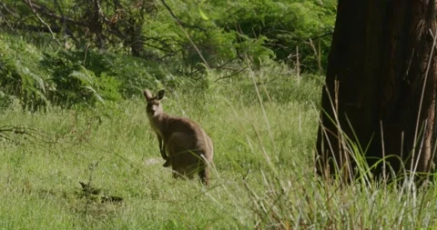 Kangaroo Grazing On Bush, 8K Video stock 331241554