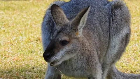 Kangaroo grazing in the field Stock Footage 208615121