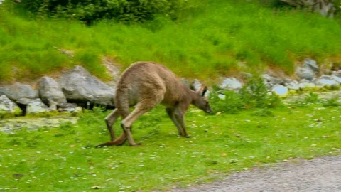 Kangaroo grazing on grass near path Video stock 114347461