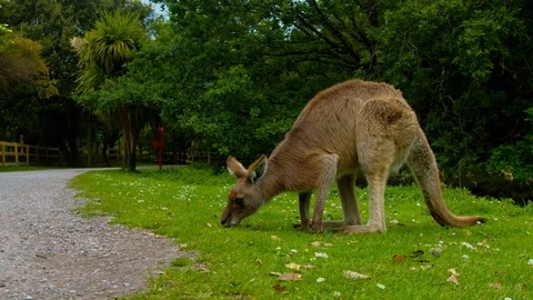 Kangaroo grazing near path Stock Footage 114367194