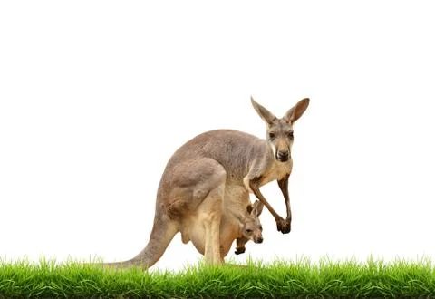 Kangaroo with green grass isolated Stock Photos