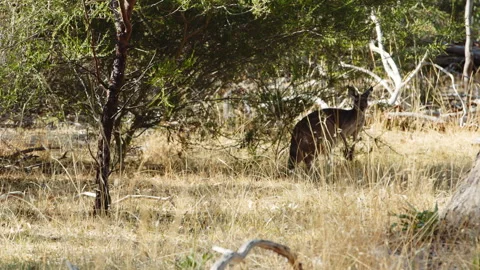 Kangaroo Grey Kangaroo in the Wild Stock Footage 148895756