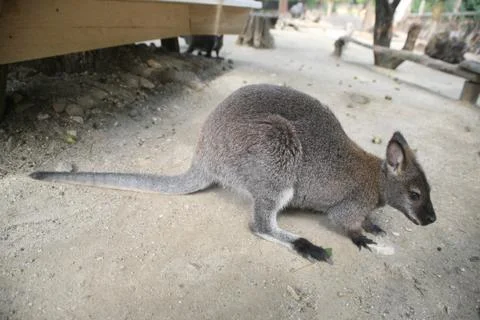 Kangaroo on the ground Stock Photos
