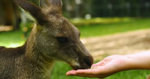 Kangaroo hand feeding close up Stock Footage 91543862