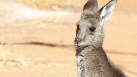 Kangaroo head Stock Footage 220698284