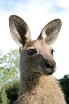 Kangaroo head Stock Photos