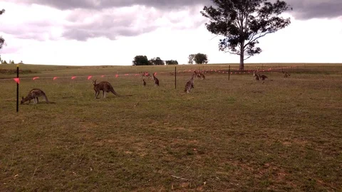 Kangaroo herd at construction barricade on grass area. Video stock 99613687