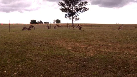 Kangaroo herd at construction barricade on grass area. Video stock 99613830