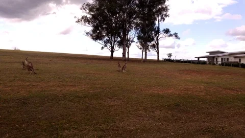 Kangaroo herd at construction barricade on grass area. Video stock 99613988