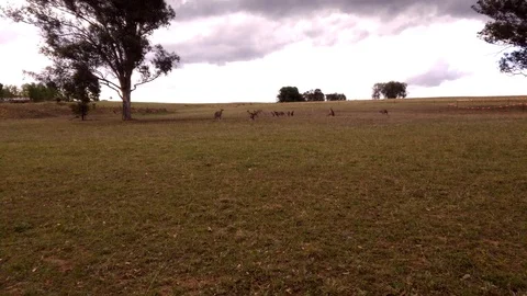 Kangaroo herd on grass area. Stock Footage 99613612
