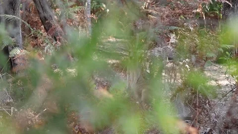 Kangaroo Hidden Behind a Bush Stock Footage 162376437