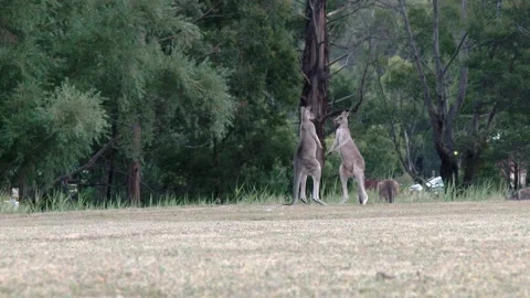 Kangaroo Hitting each other B Clip1208 스톡 동영상 195657928