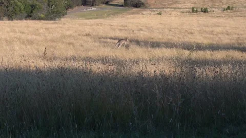 Kangaroo hop Stock Footage 146622189