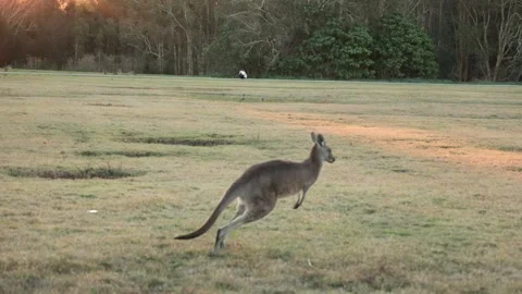Kangaroo Hopping Across Open Field at Sunset in Australia Stock Footage 314044492