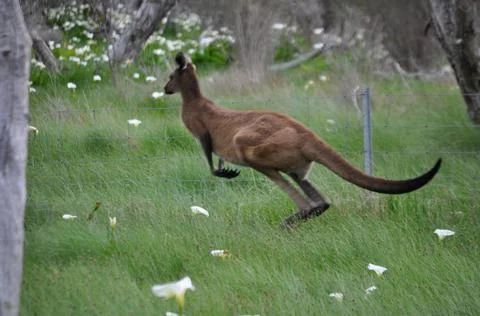 Kangaroo Hopping away in field Stock Photos