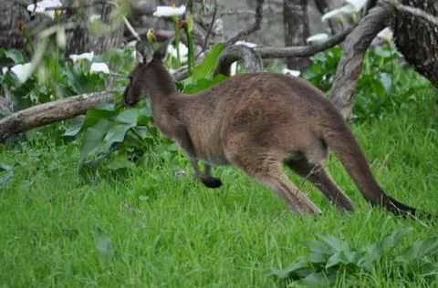 Kangaroo hopping away through Forrest Stock Photos