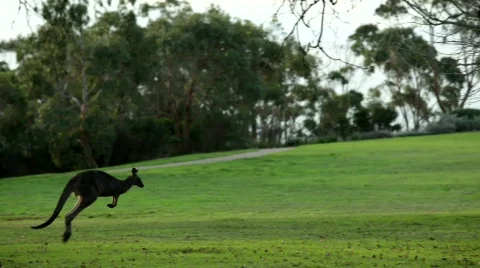 Kangaroo hopping Video stock 445490