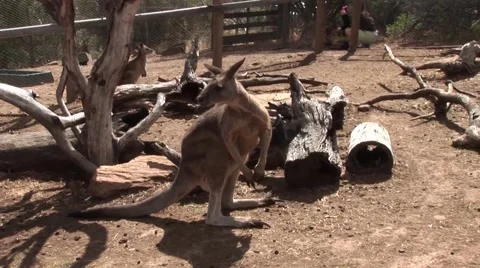Kangaroo Hopping 스톡 동영상 52527483