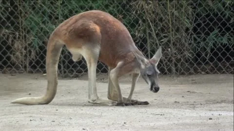 Kangaroo Hops, Digs In Dirt and Lays Down Stock Footage 12043661