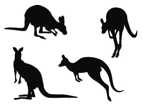 Kangaroo Stock Illustration