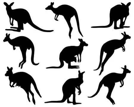 Kangaroo Stock Illustration
