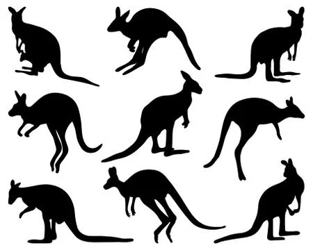 Kangaroo Stock Illustration
