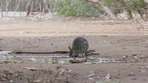 Kangaroo Island wallaby drinking Stock Footage 89480518