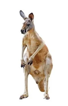 Kangaroo isolated Foto stock