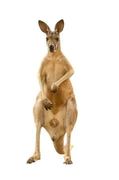 Kangaroo isolated Foto stock