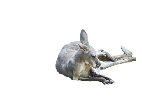 Kangaroo isolated on white background Фото