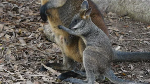 Kangaroo joey close up Stock Footage 132400402