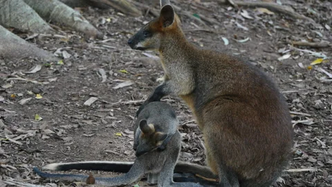 Kangaroo joey Stock Footage 132400313