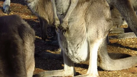 Kangaroo joey moving in pouch Stock Footage 80749554