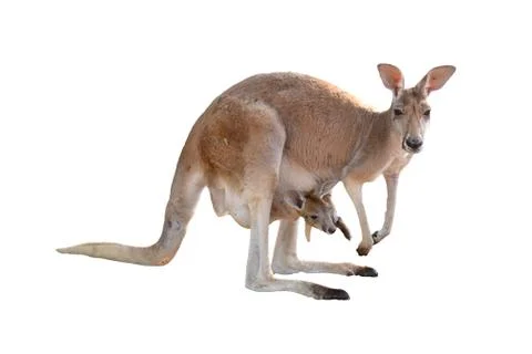 Kangaroo with joey Stock Photos