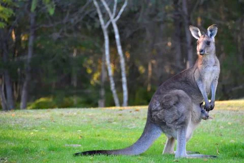 Kangaroo with Joey Stock Photos