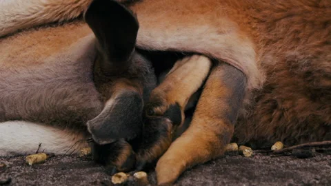 Kangaroo joey rests inside a purse while its mother relaxes Stock Footage 334624113