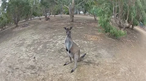 Kangaroo jump in super slow motion.mp4 Stock Footage