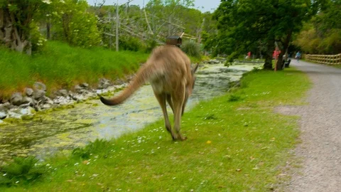 Kangaroo jumping away down a path Video stock 114394011