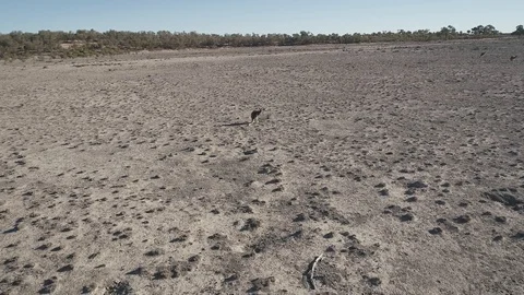 Kangaroo jumping away Stock Footage 92521867