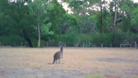 Kangaroo Jumping Stock Footage 132025046